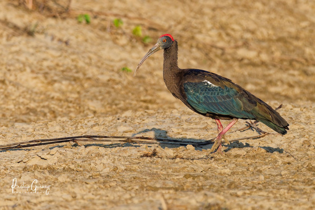 Red-naped Ibis - ML646290850