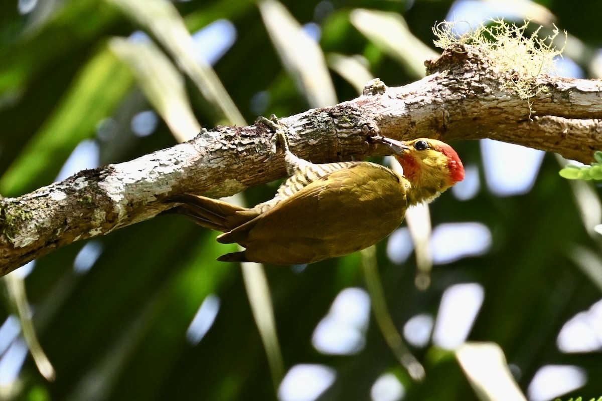 Yellow-throated Woodpecker - ML646290851