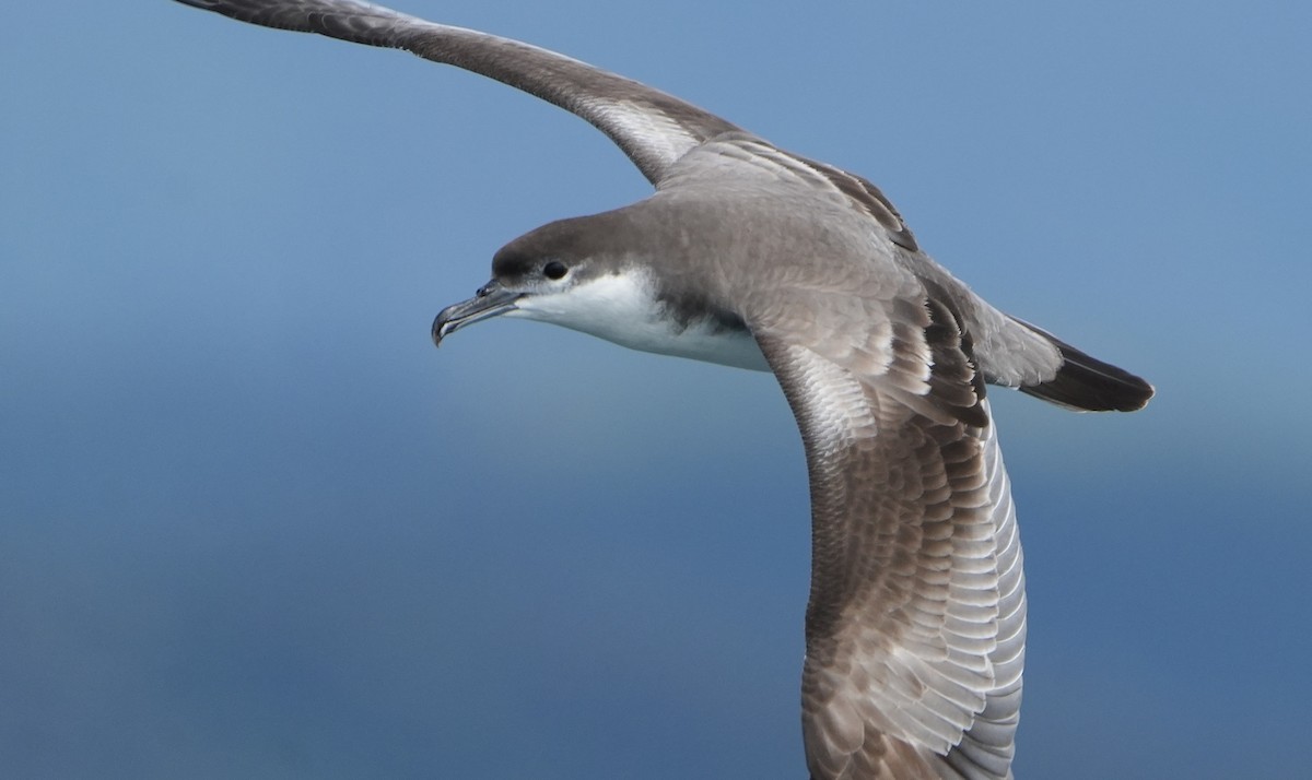 ミナミオナガミズナギドリ - ML646290852