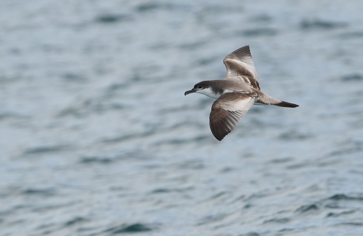 ミナミオナガミズナギドリ - ML646290853