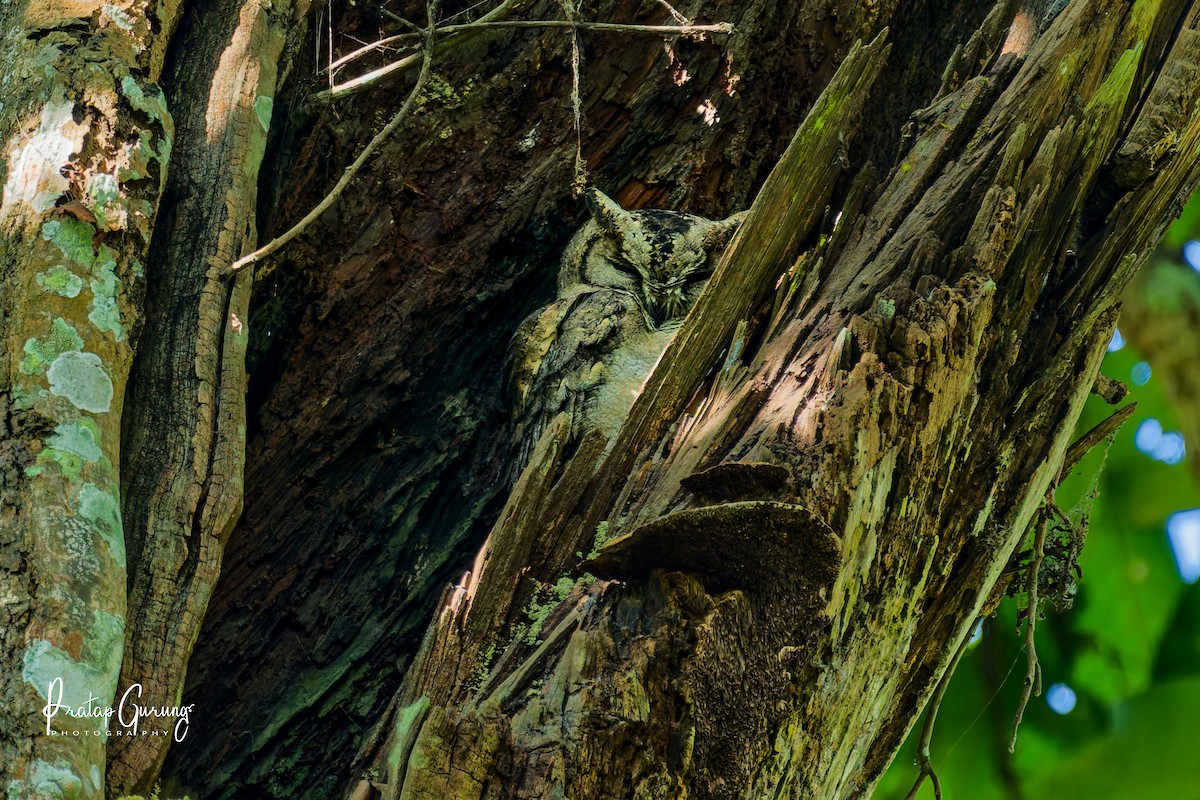 Indian Scops-Owl - ML646290859