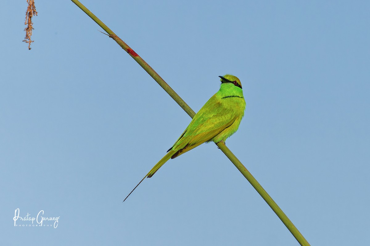 Asian Green Bee-eater - ML646290860