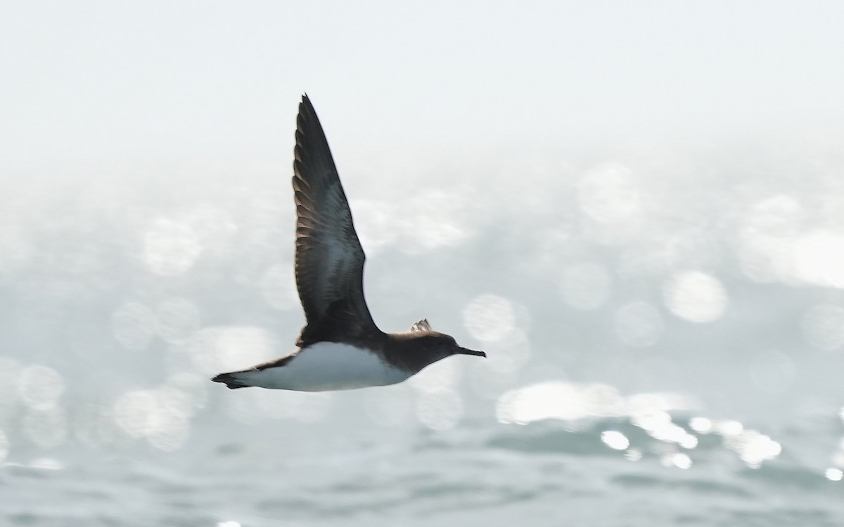 ニュージーランドミズナギドリ - ML646290861