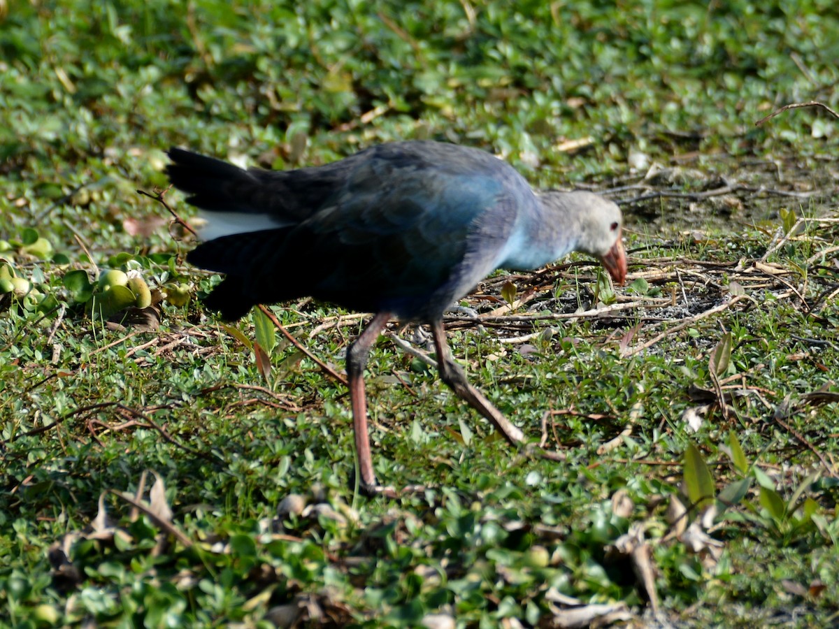 Gray-headed Swamphen - ML646290862