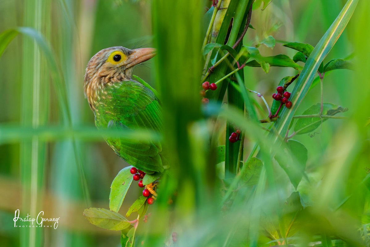 Lineated Barbet - ML646290863