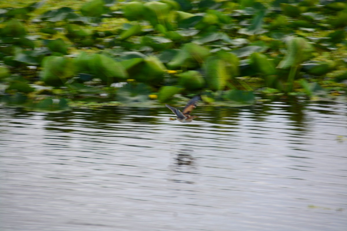 Least Bittern - ML646290865