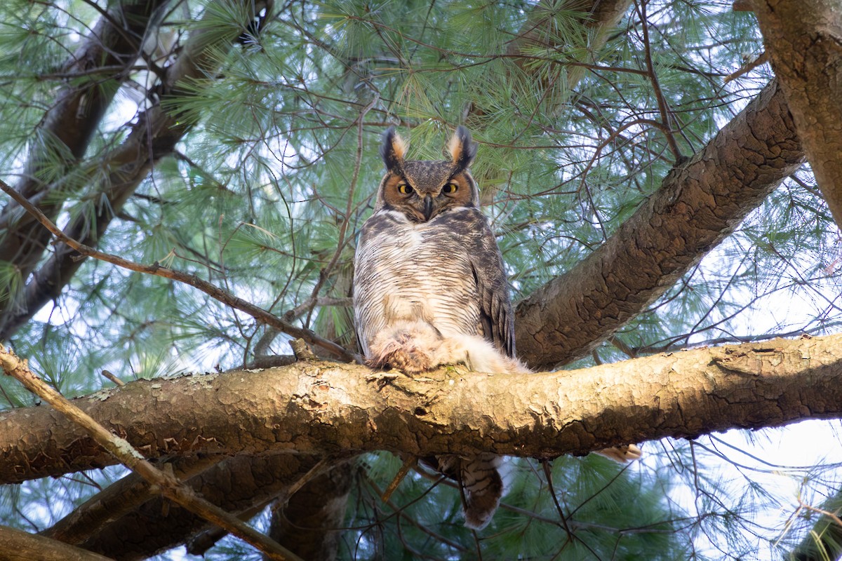 Great Horned Owl - ML646290866