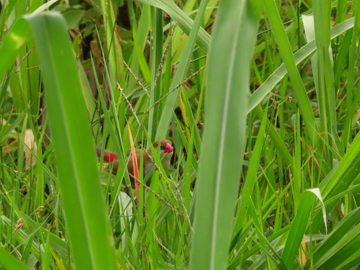 Астрильд болотяний - ML646290871