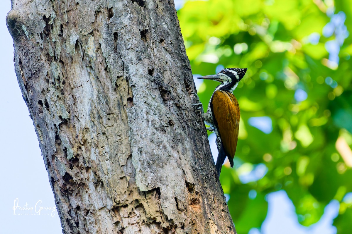 Greater Flameback - ML646290872