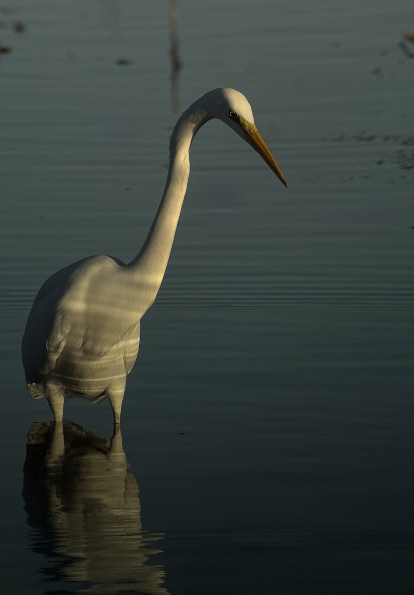 Great Egret - ML646290875