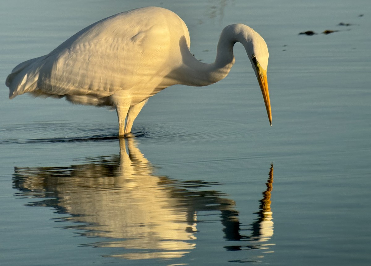 Great Egret - ML646290876