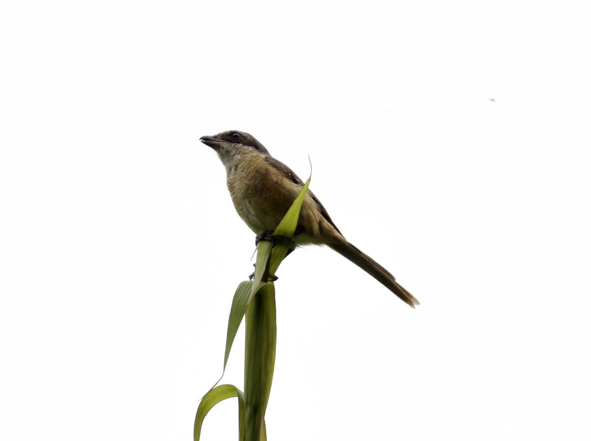 Tibet Örümcekkuşu - ML646290879