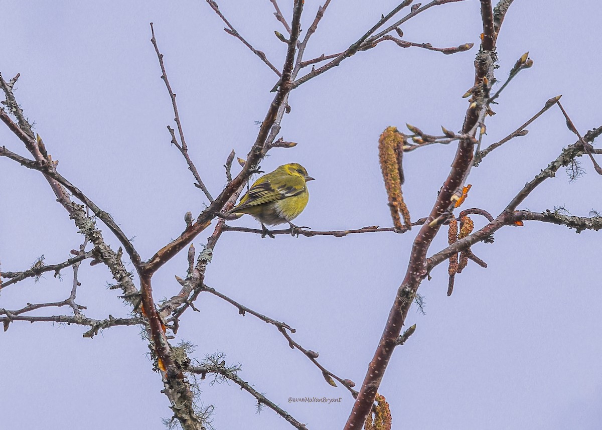 Tibetan Serin - ML646290880