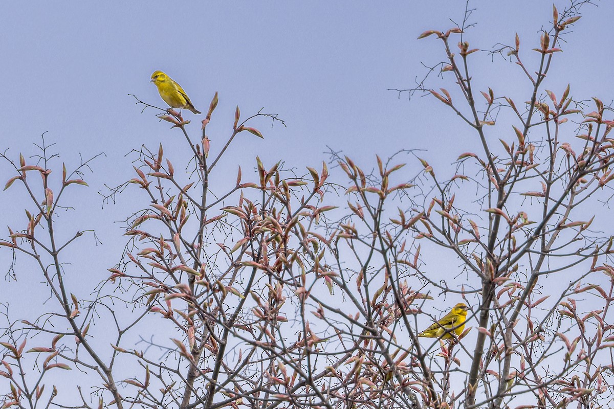 Tibetan Serin - ML646290881