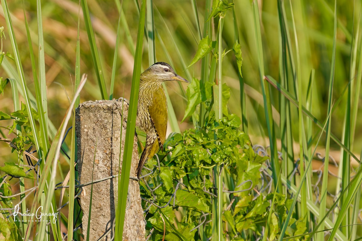 Streak-throated Woodpecker - ML646290882