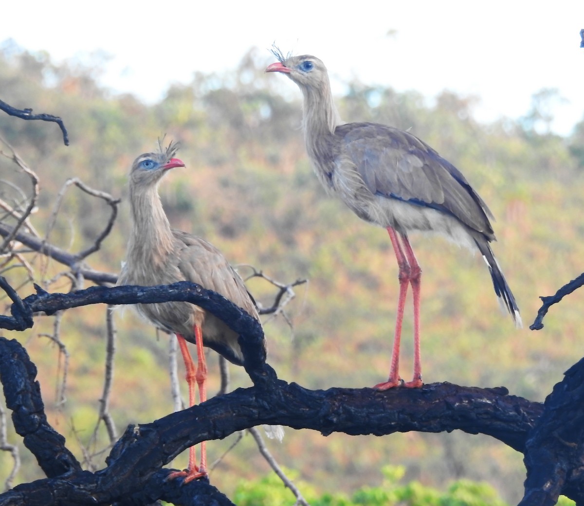 Red-legged Seriema - ML646290888