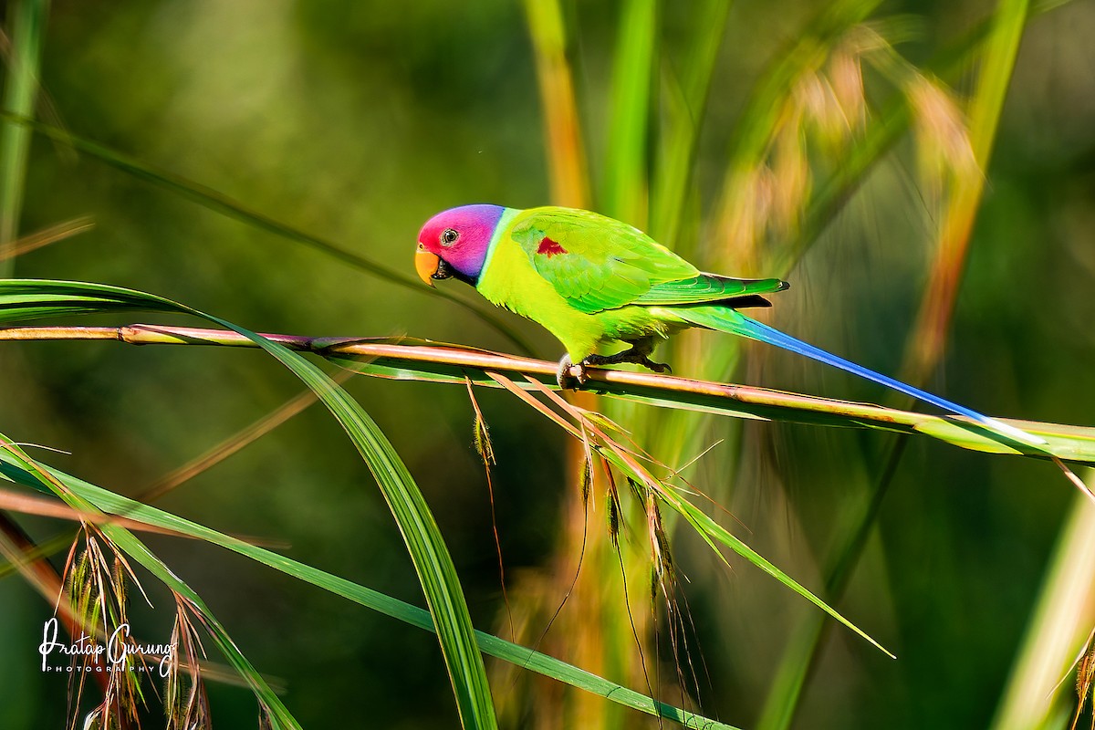 Perruche à tête prune - ML646290889