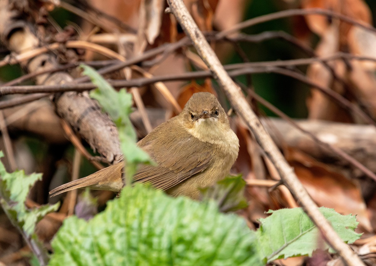 עלווית כהה - ML646290894