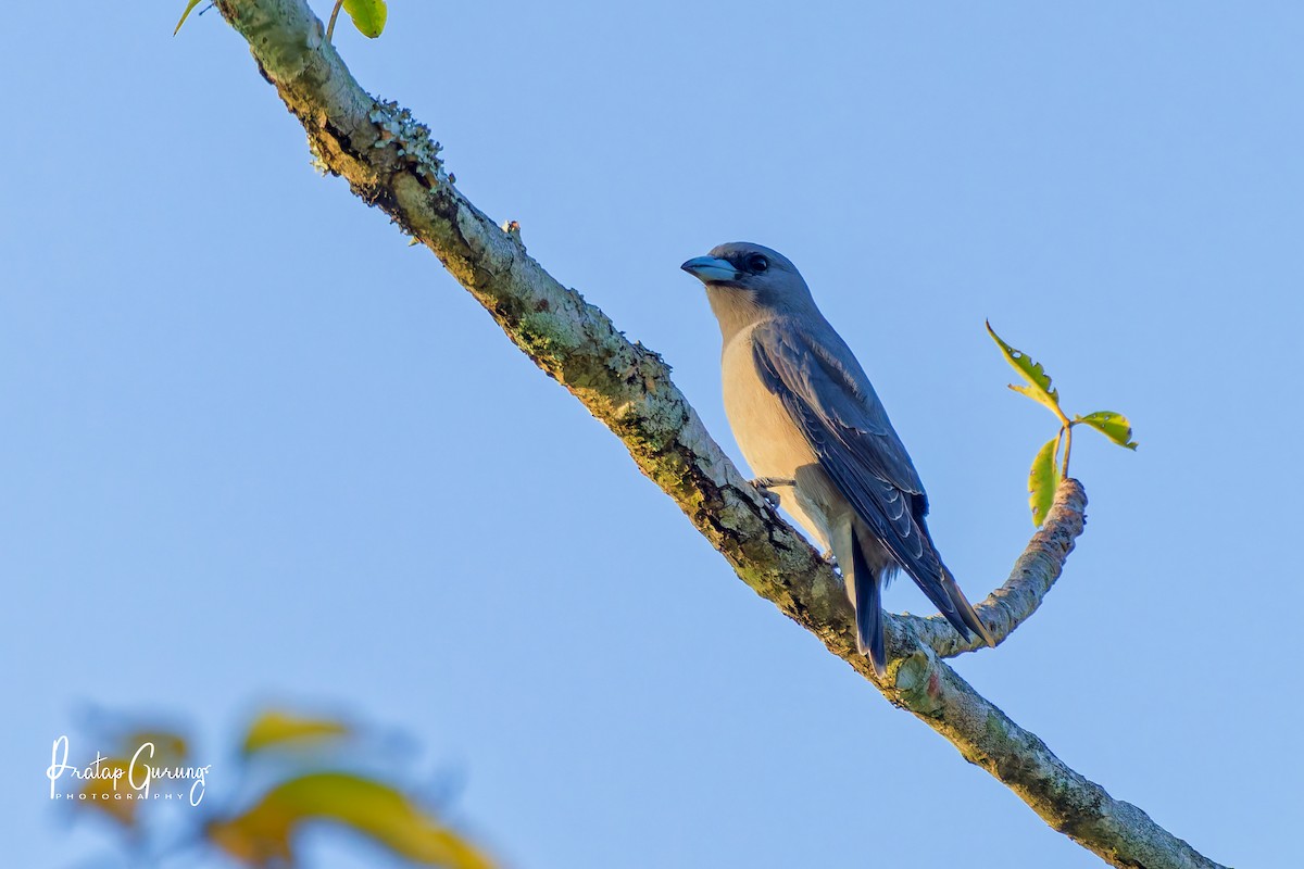 Ashy Woodswallow - ML646290896