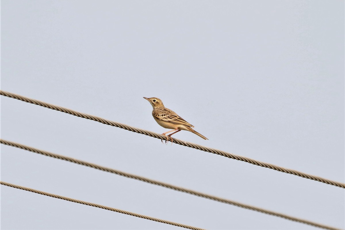 Blyth's Pipit - ML646290898