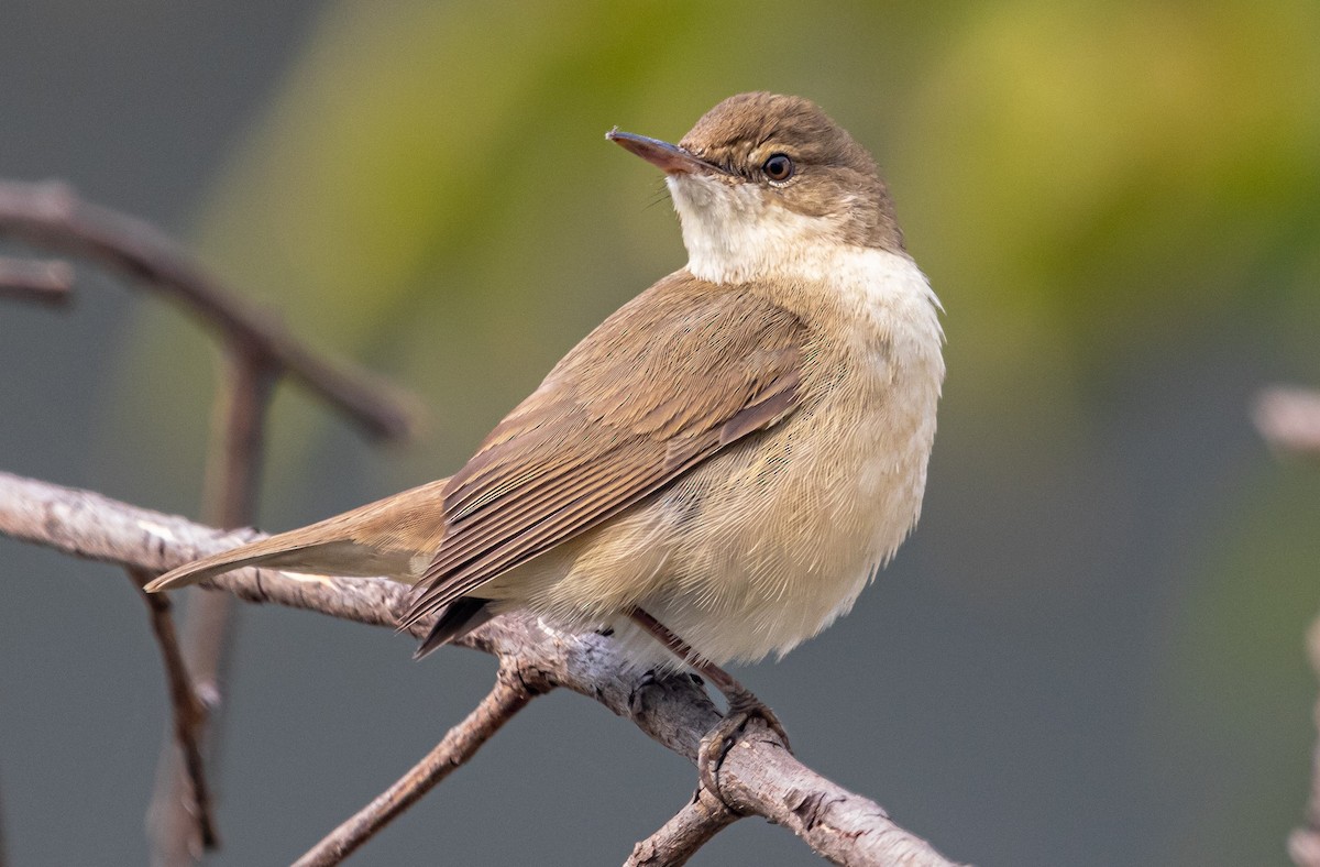 עלווית כהה - ML646290903