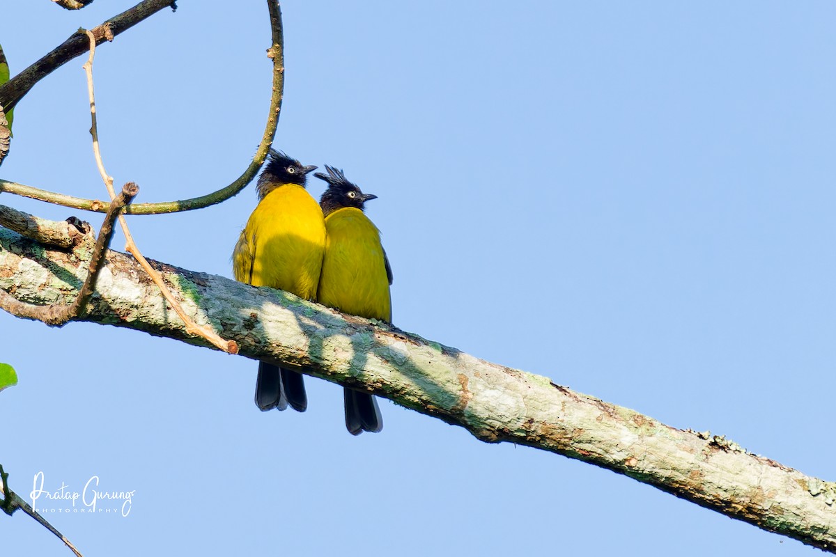 Black-crested Bulbul - ML646290909