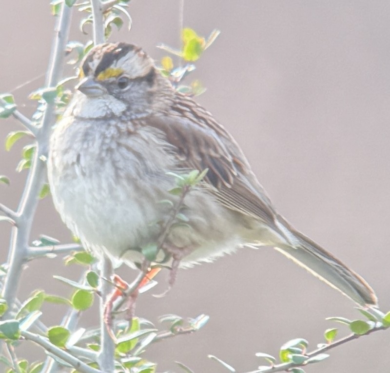 White-throated Sparrow - ML646290910