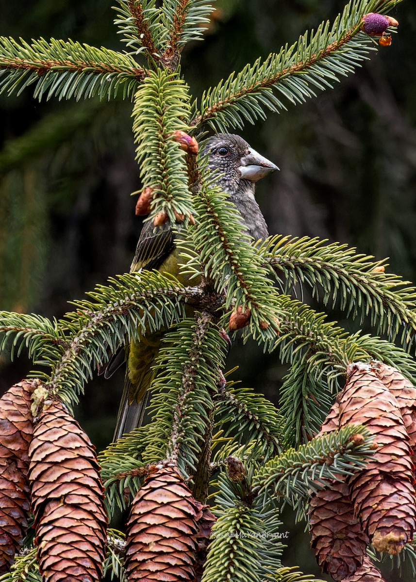 Wacholderkernbeißer - ML646290915
