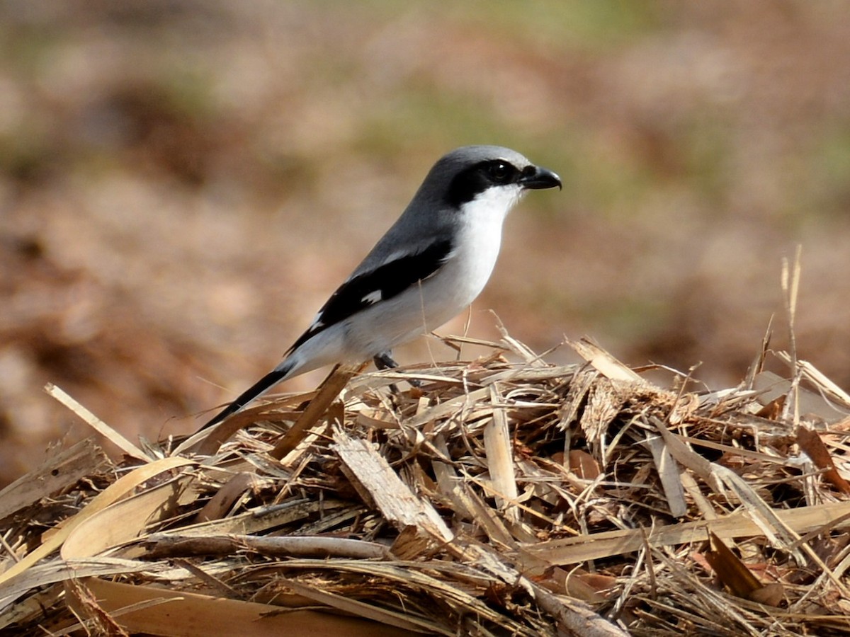 Loggerhead Shrike - ML646290916