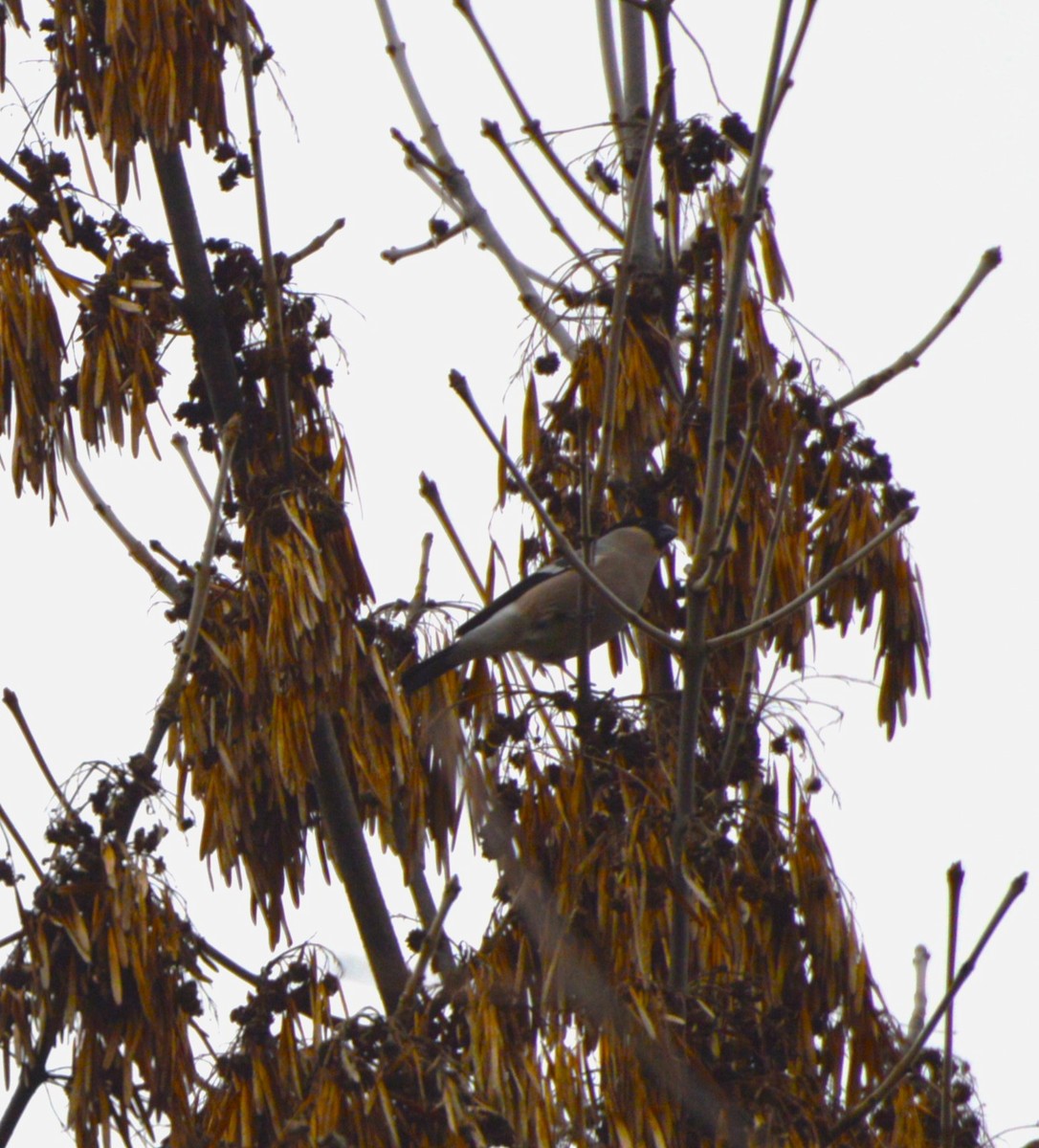 Eurasian Bullfinch - ML646290917