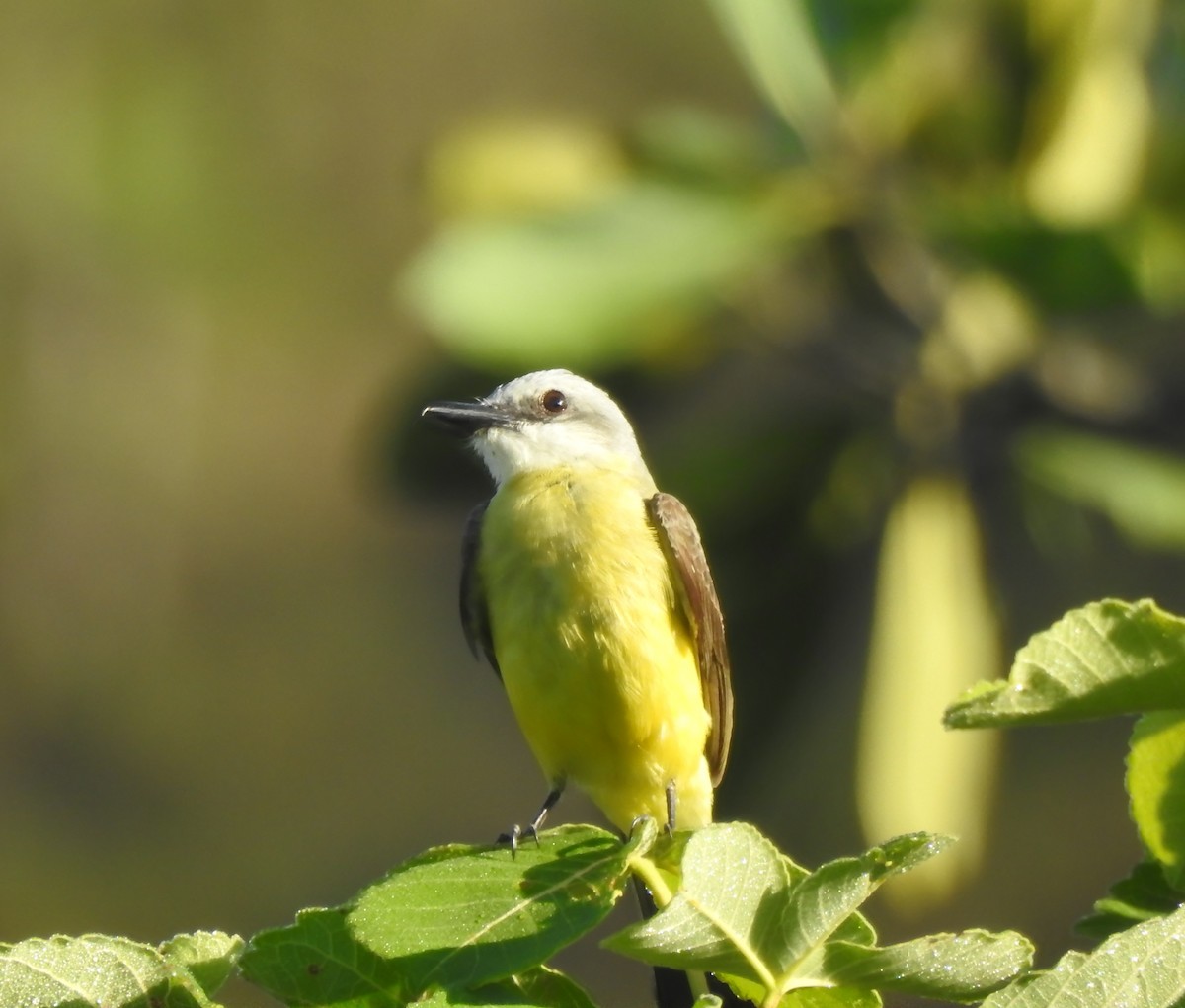 White-throated Kingbird - ML646290919