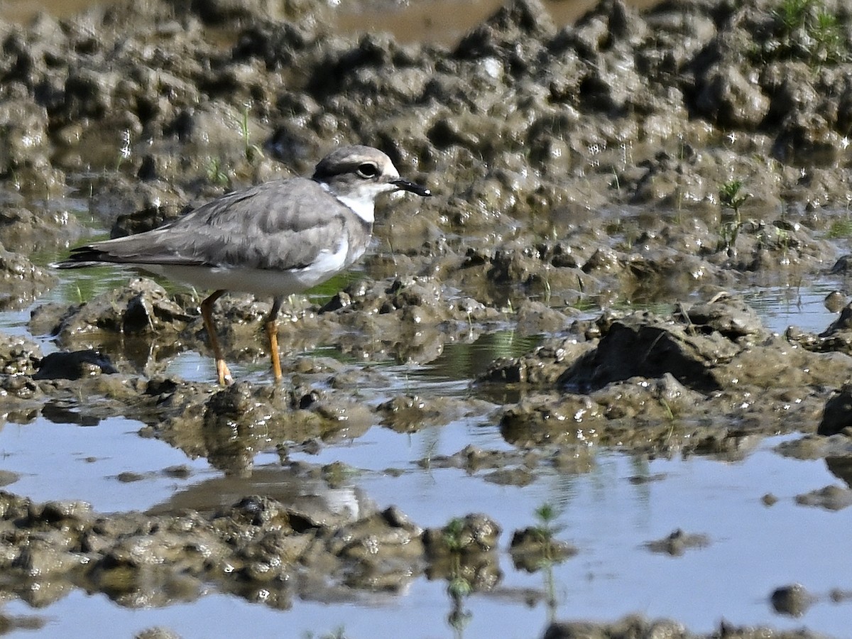 Little Ringed Plover - ML646290920