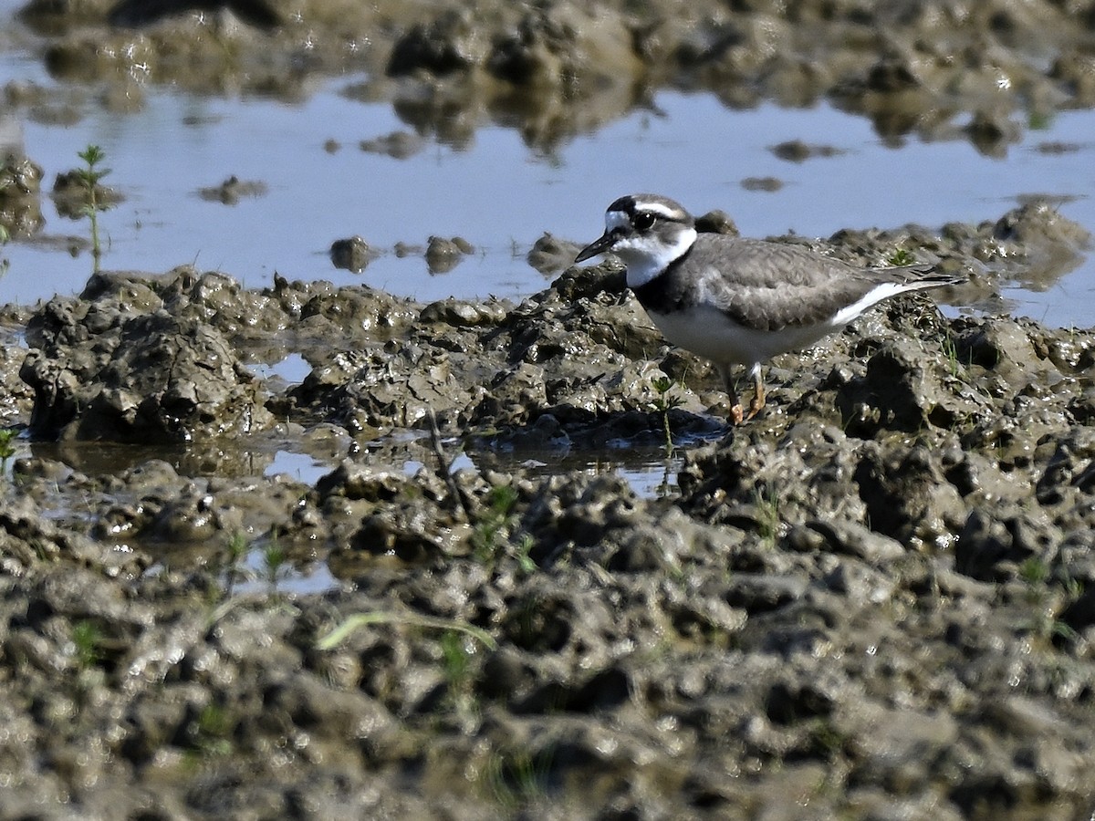 Little Ringed Plover - ML646290921