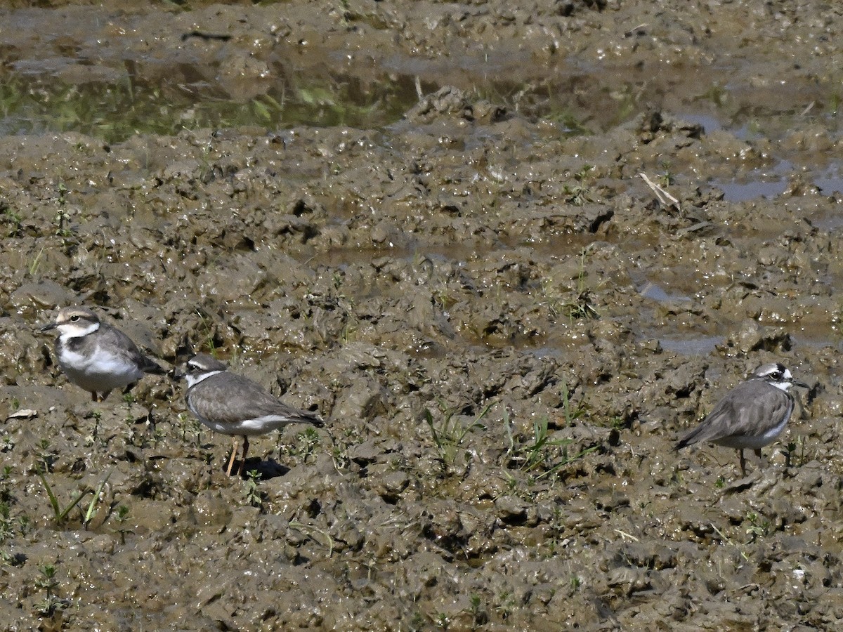 Little Ringed Plover - ML646290922