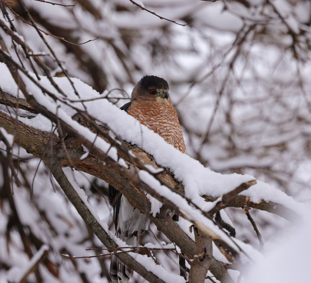 Cooper's Hawk - ML646290923