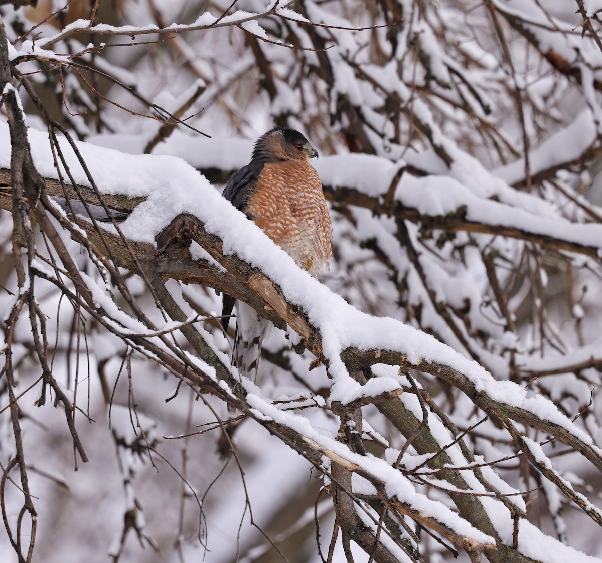 Cooper's Hawk - ML646290924