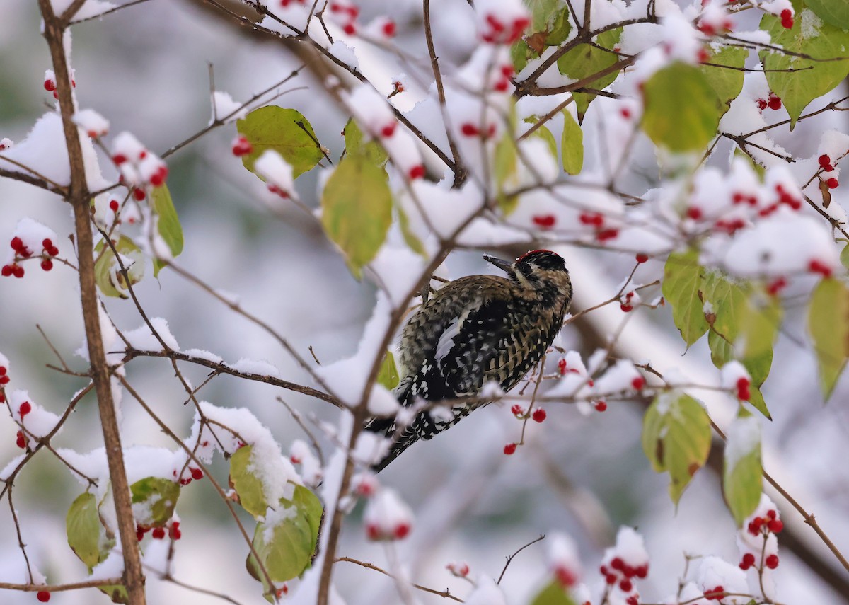 Yellow-bellied Sapsucker - ML646290926