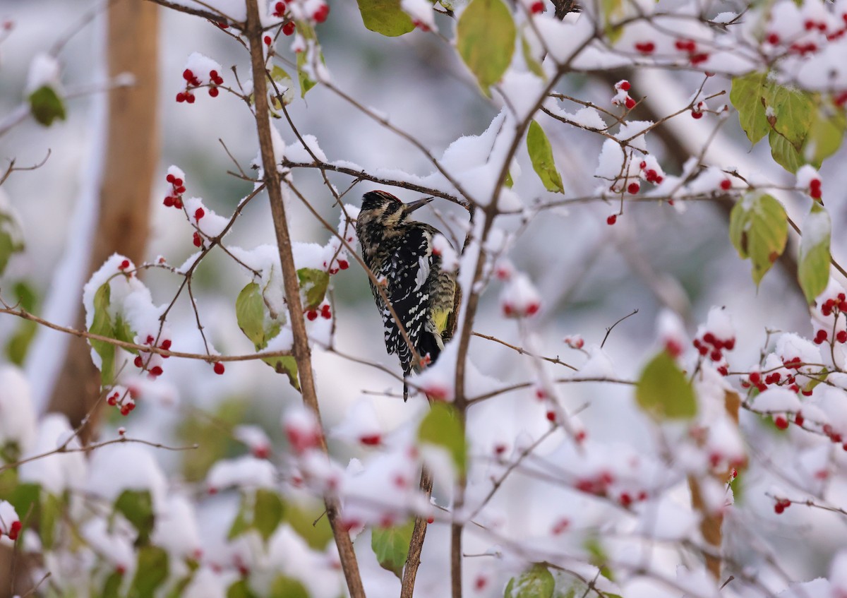 Yellow-bellied Sapsucker - ML646290927