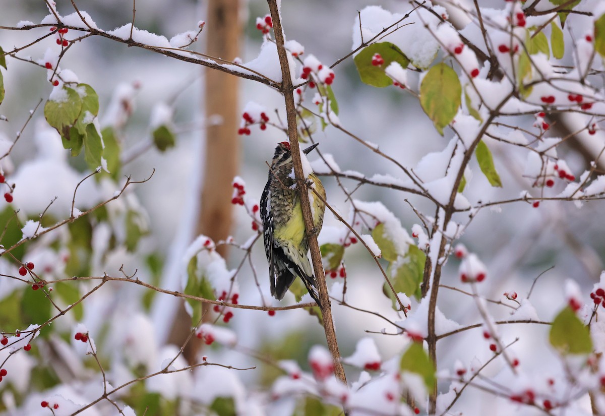 Yellow-bellied Sapsucker - ML646290928