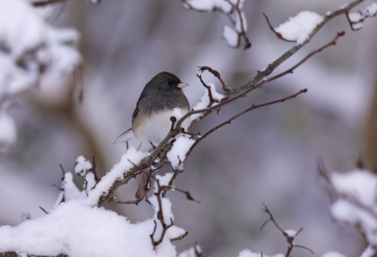 Dark-eyed Junco - ML646290931
