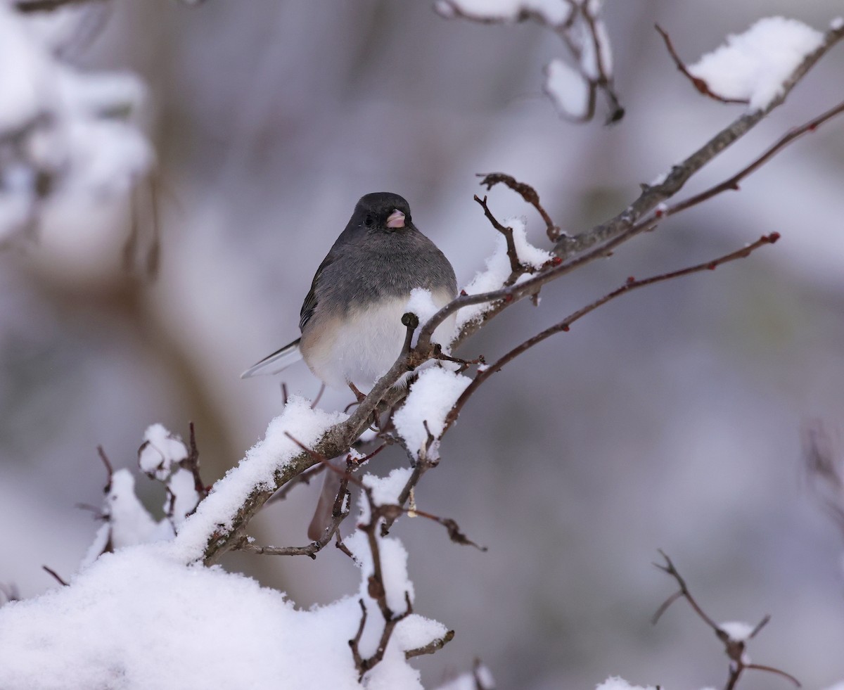Dark-eyed Junco - ML646290932