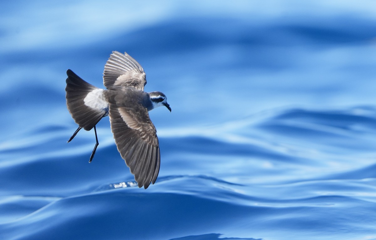 fregattstormsvale - ML646290933