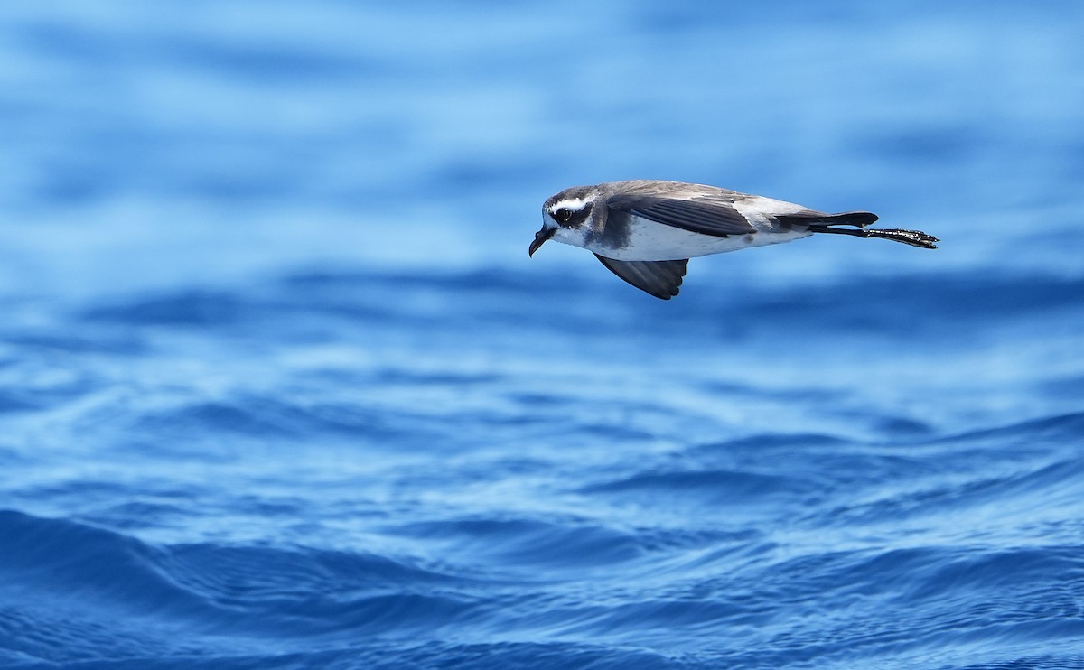 fregattstormsvale - ML646290934