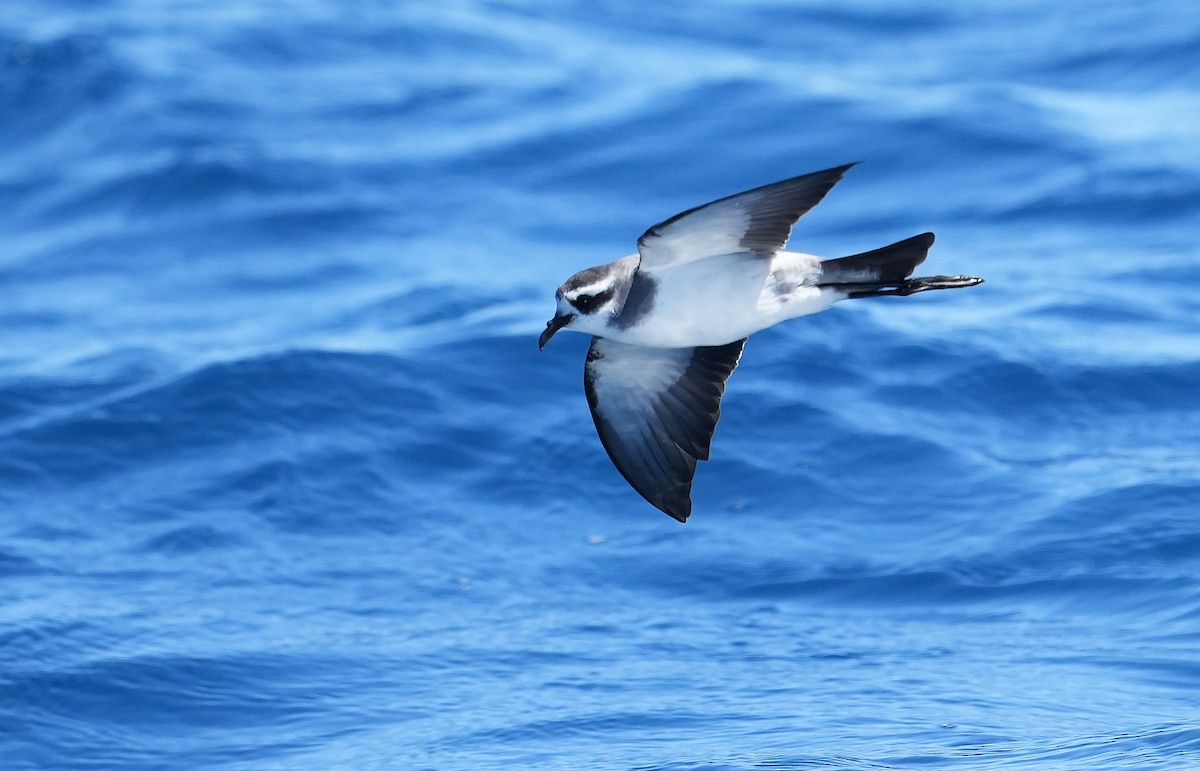 fregattstormsvale - ML646290935