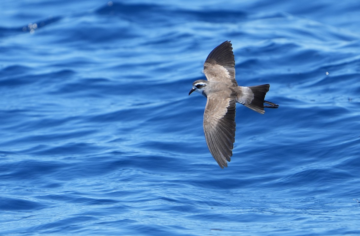 fregattstormsvale - ML646290936