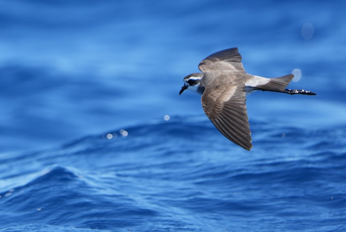 fregattstormsvale - ML646290937