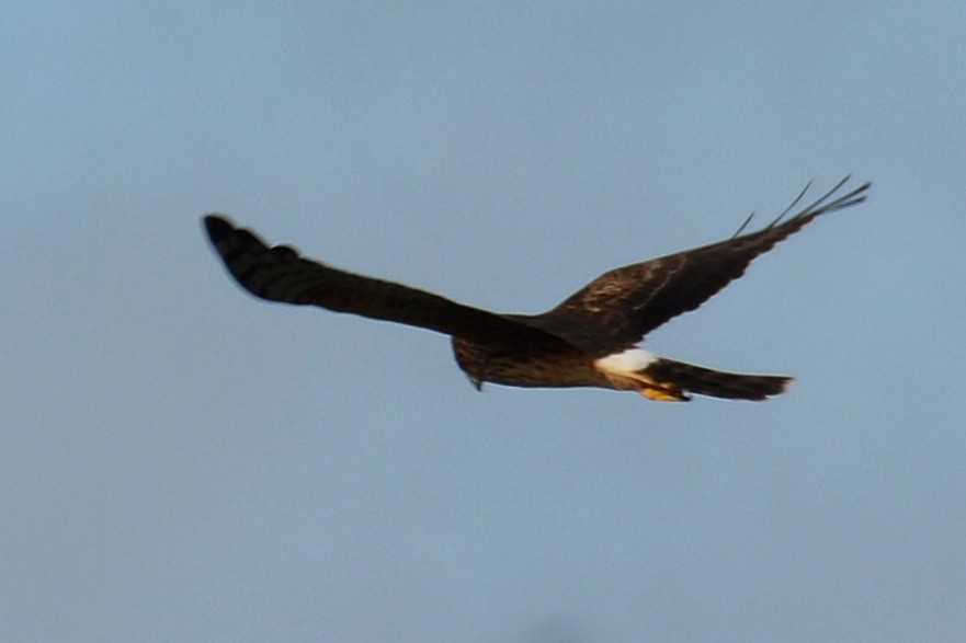 Northern Harrier - ML646290938