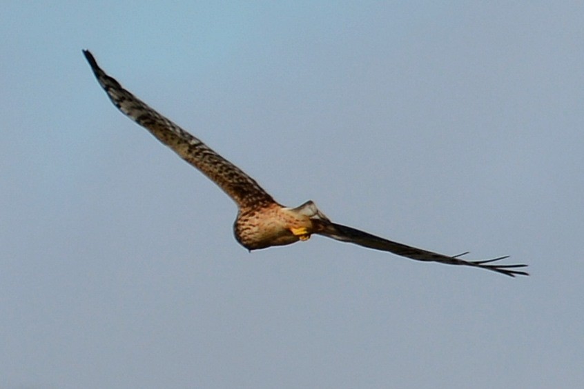 Northern Harrier - ML646290939