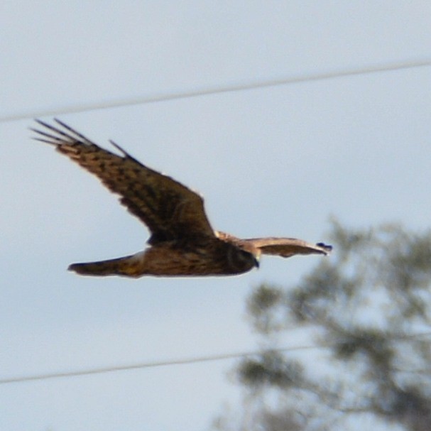 Northern Harrier - ML646290948