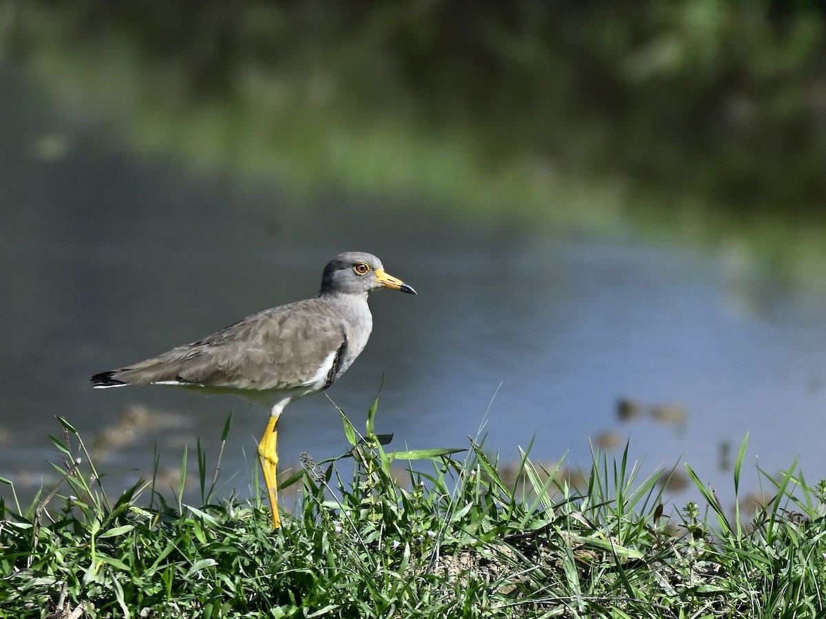 Gray-headed Lapwing - ML646290950